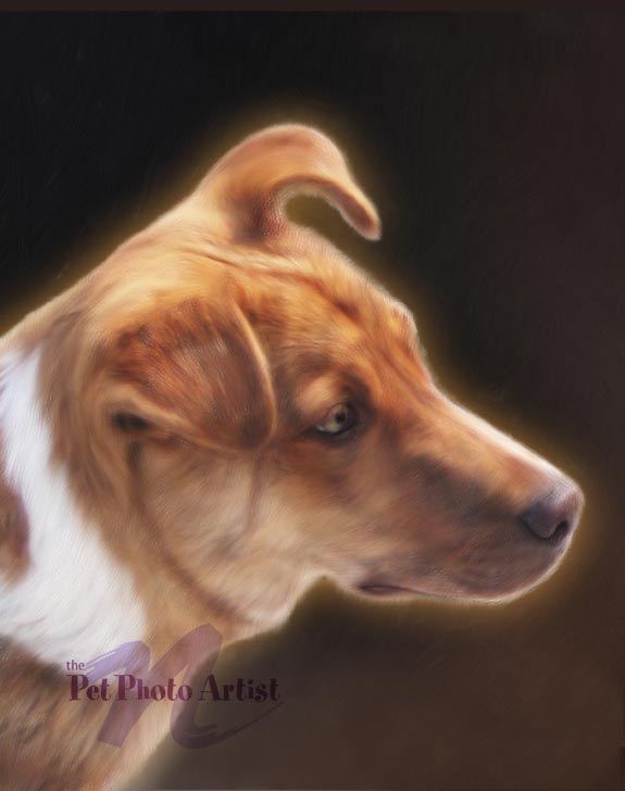 pet portrait of Troy