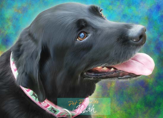 A pet portrait from photo example - "Cinder" a black lab