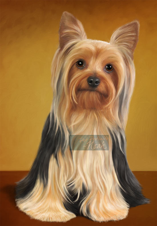 Yorkshire terrier  - Brinks