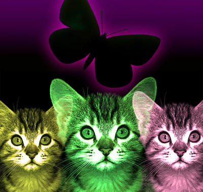 portrait of kittens