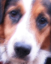 mixed breed dog painting in traditional style