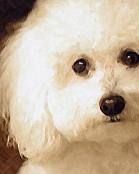 painting of Bichon Frise