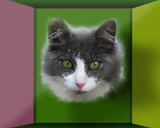 cat pop art poster of Bentley in 3D