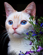 cat portraits - Bloo