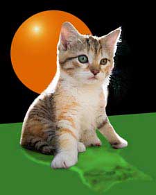pop art cat portrait of twinkle on ball