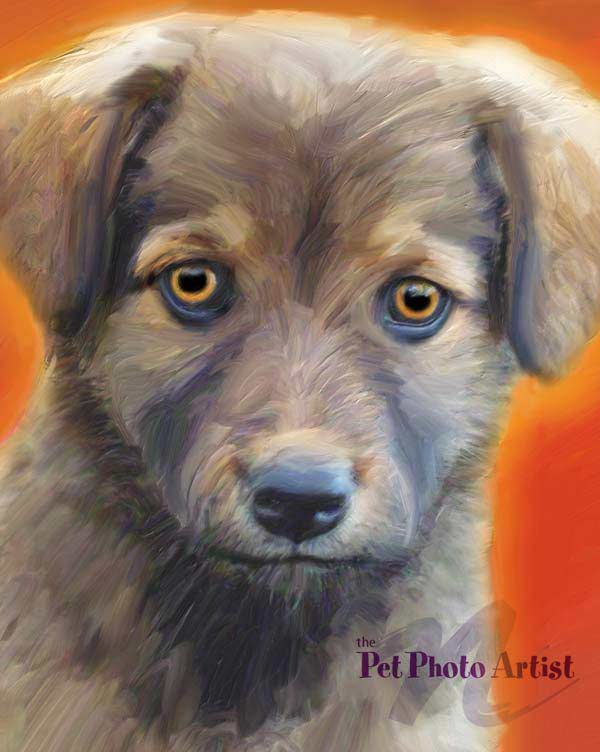 puppy portrait of DUSTY