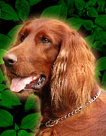 irish setter custom pet portrait