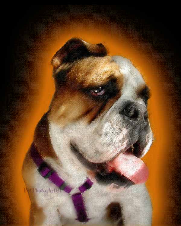 bulldog portrait ofLily