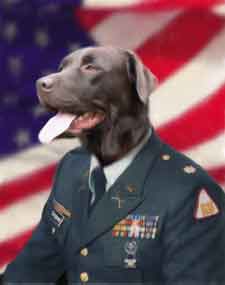 humorous dog portrait of chocolate lab in uniform