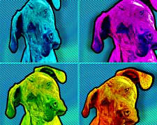 pop art great dane