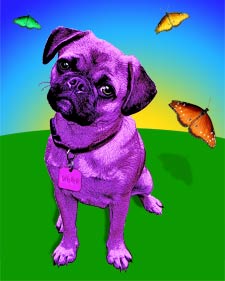 Pug Pop Art Dog Portrait