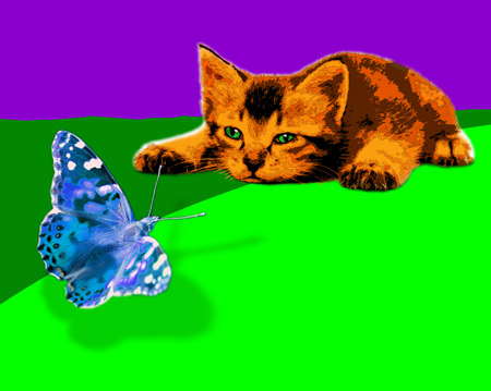 funny cat portrait of cat and butterfly