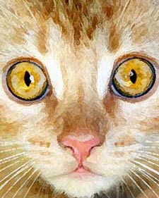 portrait of Mousey the cat