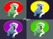 pop art painting of Bingo