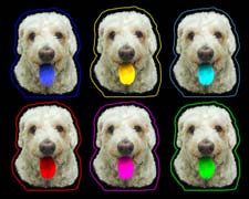 pop-art-dog-portrait