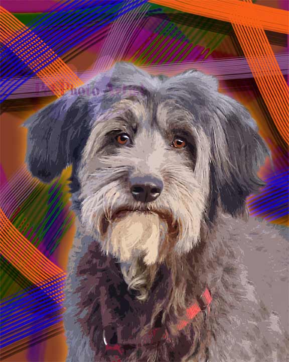 dog portrait of Whisky